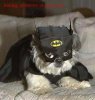 Batdog.jpg